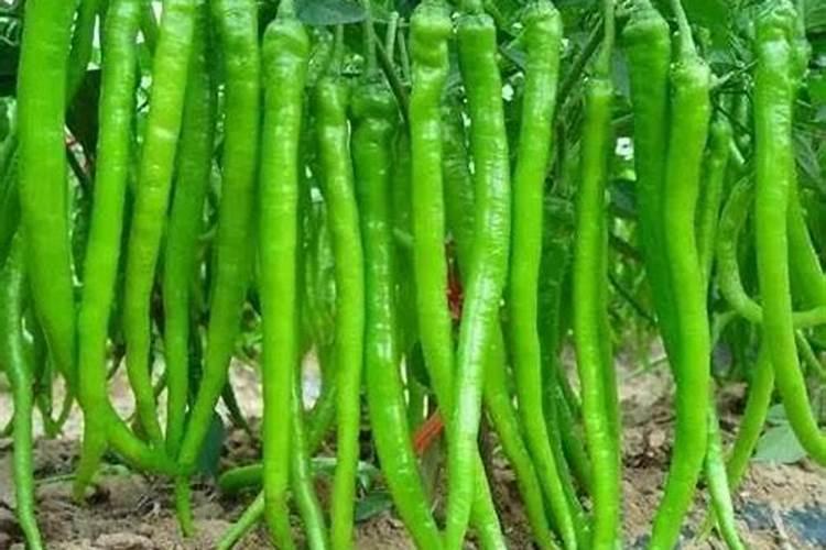 百香果什么时候施肥