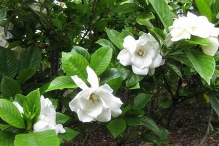 茉莉花浇什么肥料合适