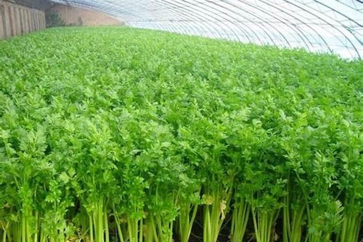 芹菜种植技术