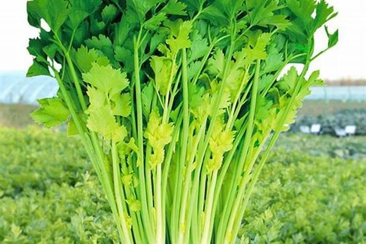 芹菜打什么叶面肥？施肥的最佳时间是什么时候？