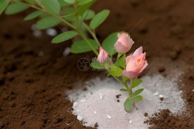 玫瑰花怎么浇水施肥
