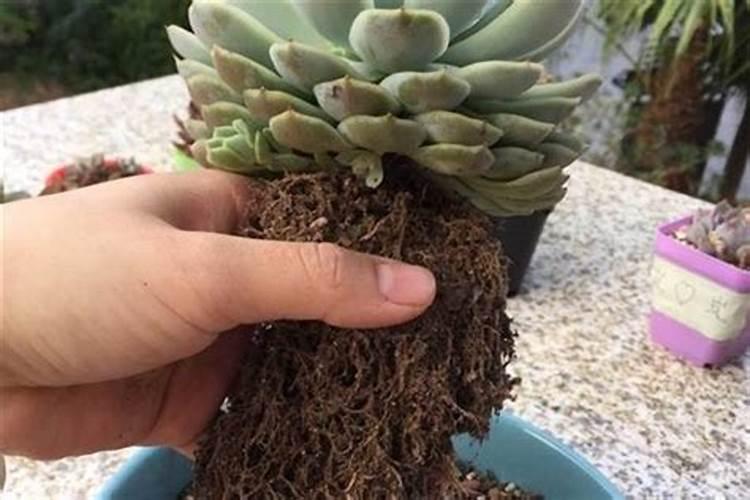 君子兰冬天怎么浇水