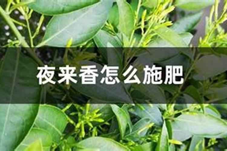 夜来香什么季节开花
