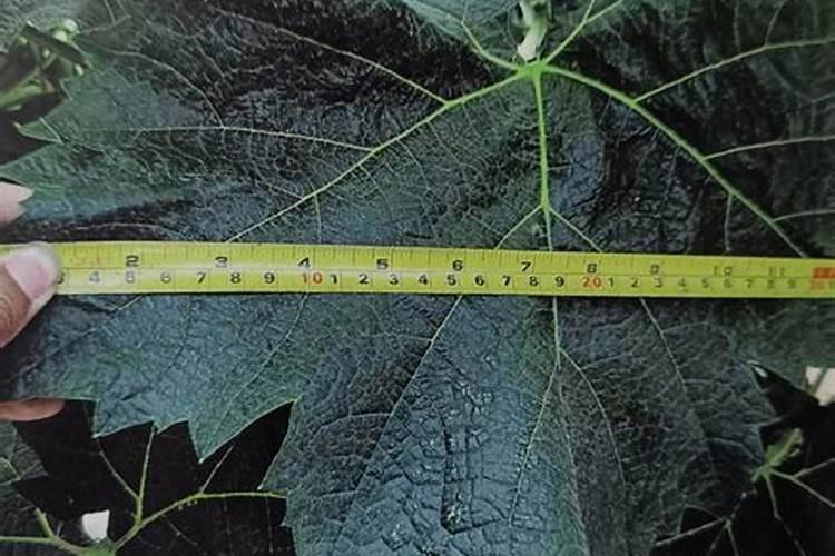 芸苔素十=轻钾能打药水当叶面肥吗？用在阳光玫瑰小苗上。