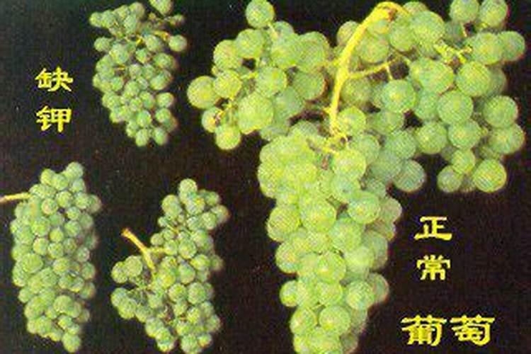 葡萄树叶子逐渐泛白枯萎是什么病怎样防治
