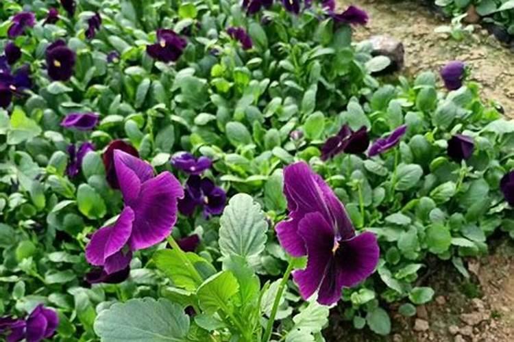 角堇花期多久时间