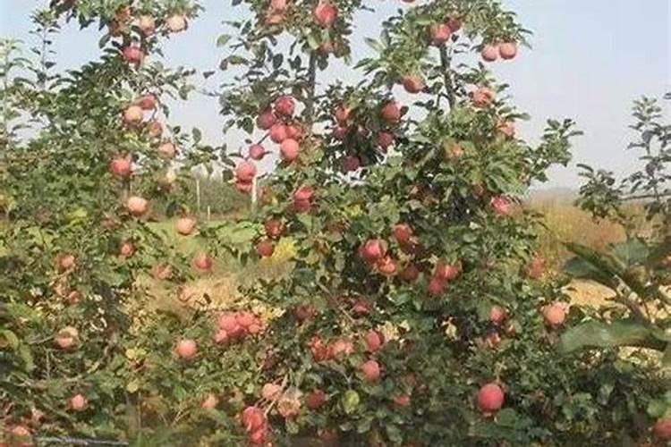 西瓜膨果期用什么肥料