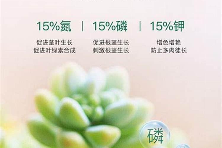 夏季如何养多肉避免黑腐