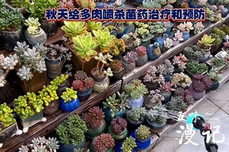 多肉长白虫子用什么药 有哪些适合多肉的肥料