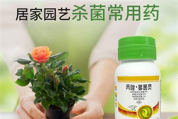 多肉白粉病用什么药 多肉白粉病用什么药治疗