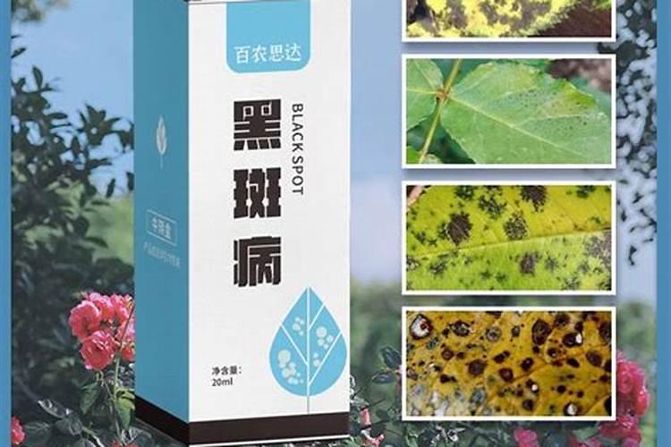 多肉白粉病用什么药