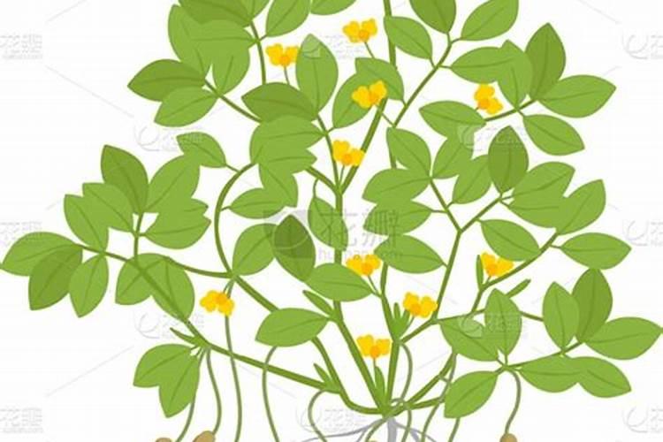 氮肥属于哪种肥料？