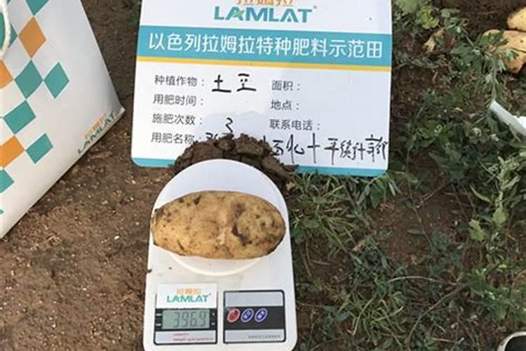 种土豆施什么底肥好？