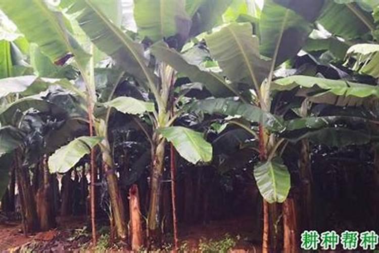 樱桃用矿源黄腐钾量？大樱桃栽植使用矿源黄腐酸钾有什么用