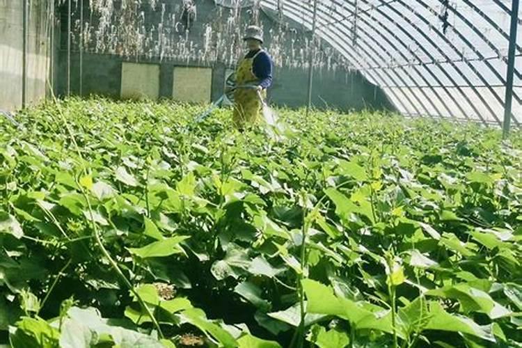 龙须菜怎么施肥 龙须菜施肥方法