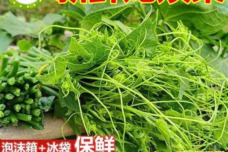 龙须菜是从哪里长出来的