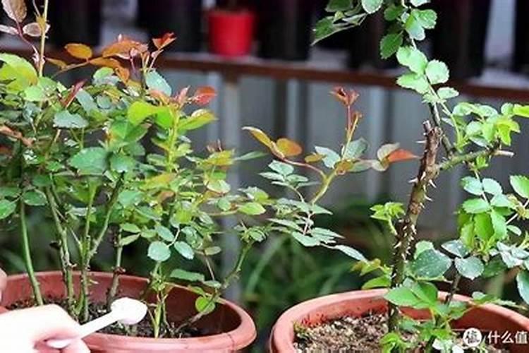 植物缺氮及氮素过多的主要症状是什么？