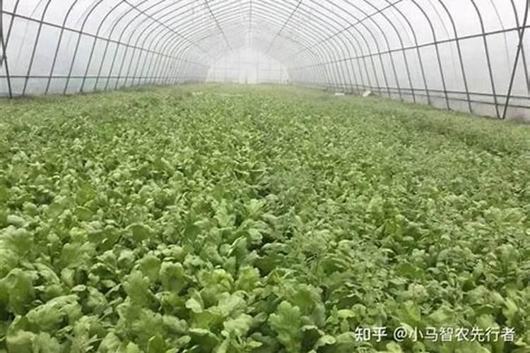 水溶肥和液体肥有什么区别