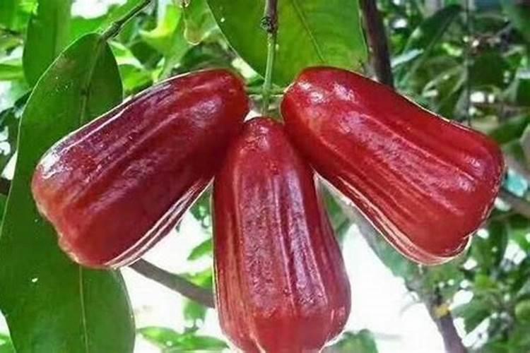 莲雾促不花来出红叶怎么？