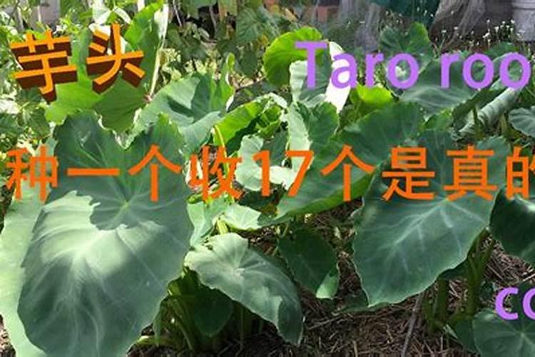 种植芋头需要用什么肥料最好
