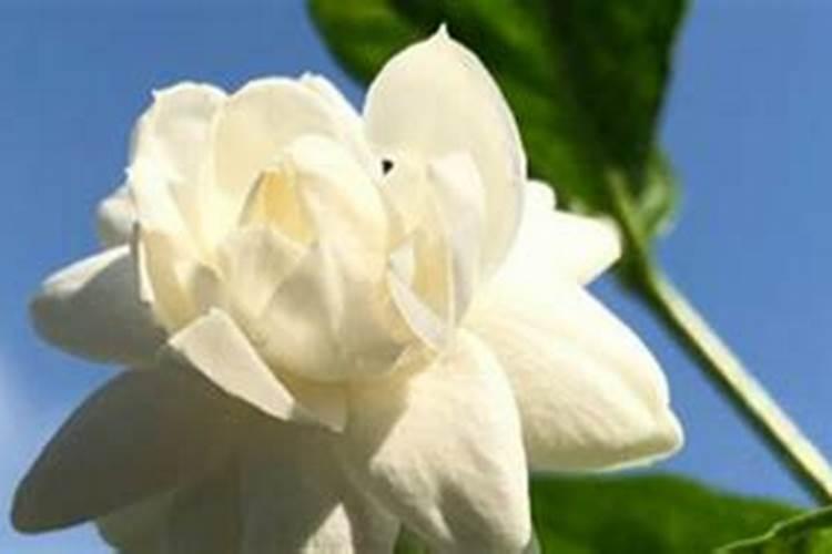茉莉开花时能施肥吗 开花时期的茉莉可不可以施肥