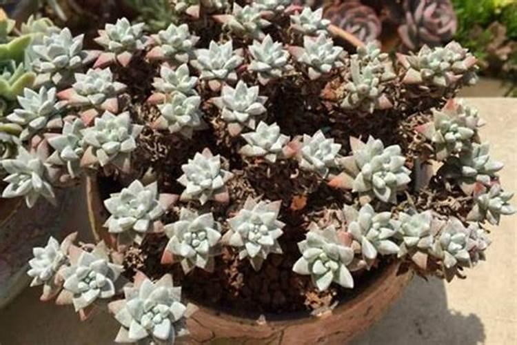 多肉加点什么肥料最好养