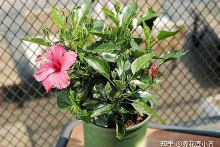 水培植物如何施肥？
