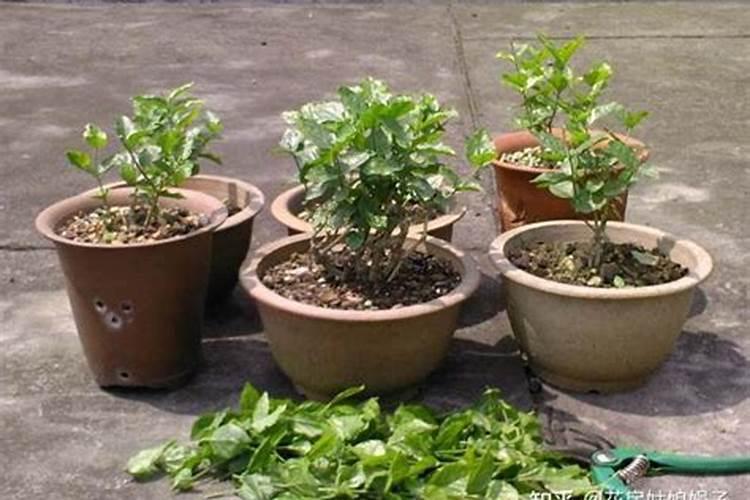 怎样给植物施肥