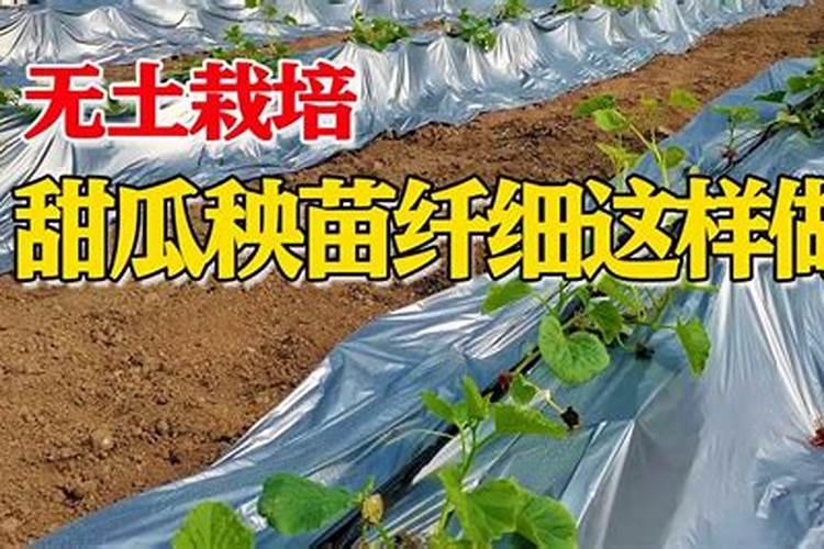 甜瓜秧有腐烂的地方还烂甜瓜是为什么有什么药物能治