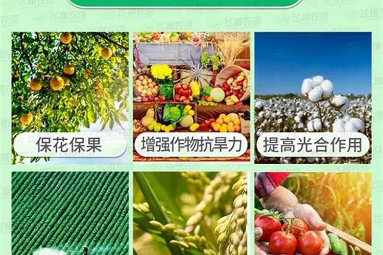 油菜饼发酵后主要含什么肥