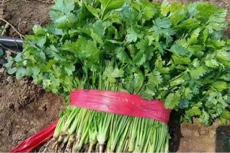 香菜施什么肥料长得快