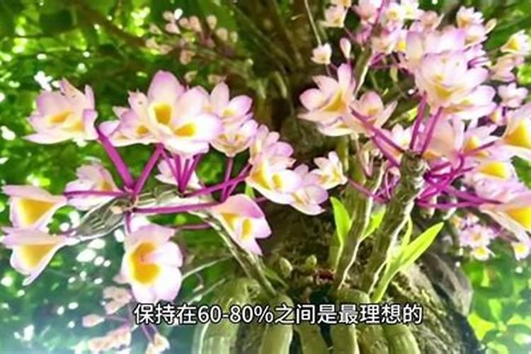 升级兰的养殖方法和注意事项