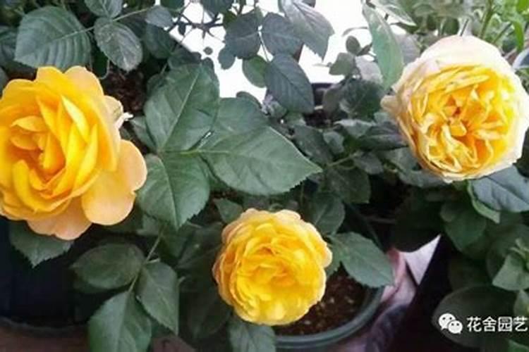 月季如何施肥 氮肥