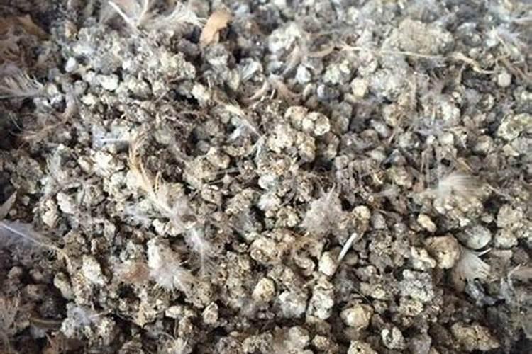 蓝莓种植能撒鹌鹑粪吗？