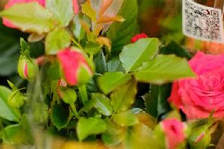月季花现在都发芽了,而且也长新叶子了,可以施肥吗？