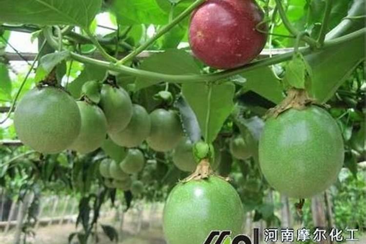 花生叶子上有黄色斑点是怎么回事