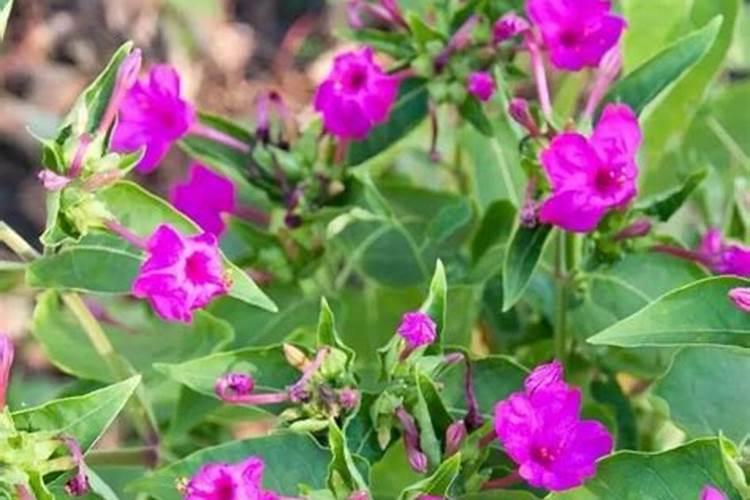 教你几招茉莉养护技巧花期一到直接开爆了