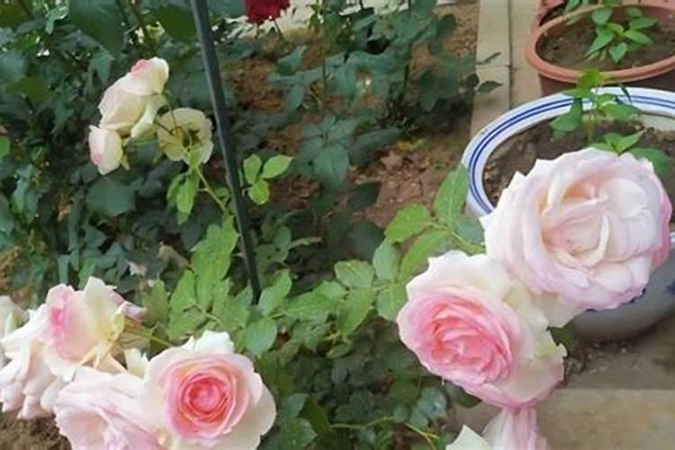 月季如何施肥 氮肥