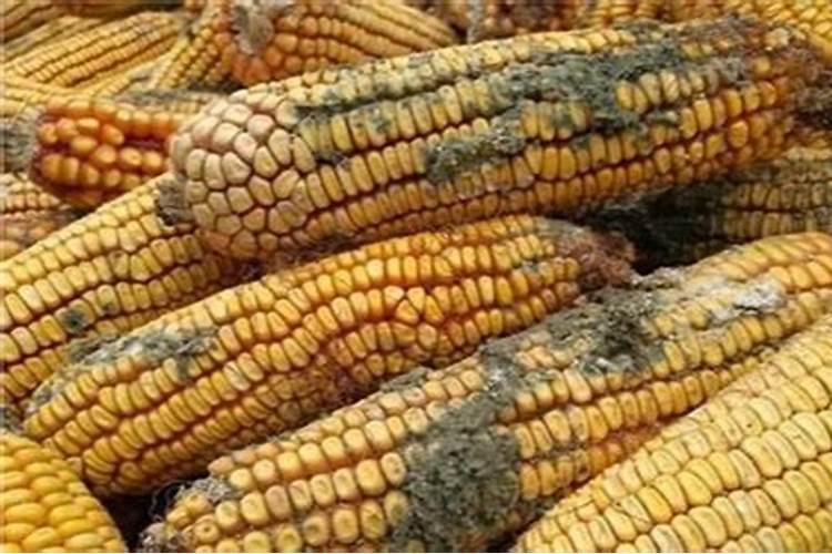 酸性土壤改良方法用什么肥 土壤酸性过高怎么施肥改良