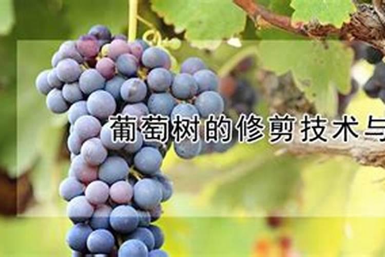 葡萄花期可以喷施叶面肥吗