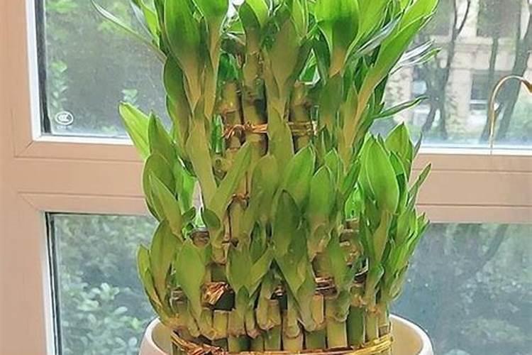 富贵竹需要什么肥料最好