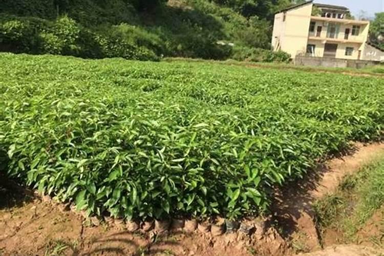 香樟树用什么肥料最好