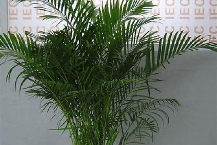 散尾葵怎么养才茂盛