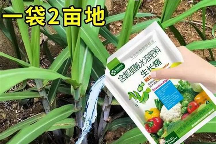 黄皮甘蔗的种植技术请问黄皮甘蔗下什么肥长得快？在什么时段下什么肥合...