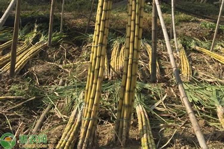 甘蔗用水桶种植方法