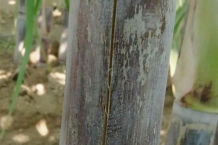 黄皮甘蔗不甜怎么回事