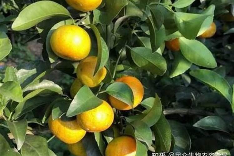 板栗的保养方法 种植板栗树如何养护？