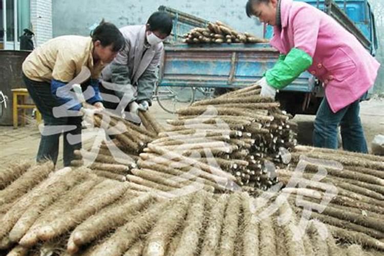 种植山药要使用什么肥