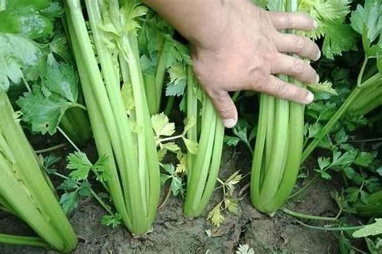 哪些蔬菜喜欢高磷肥