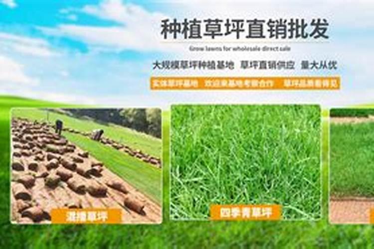 西洋玉米专用肥多少钱一吨